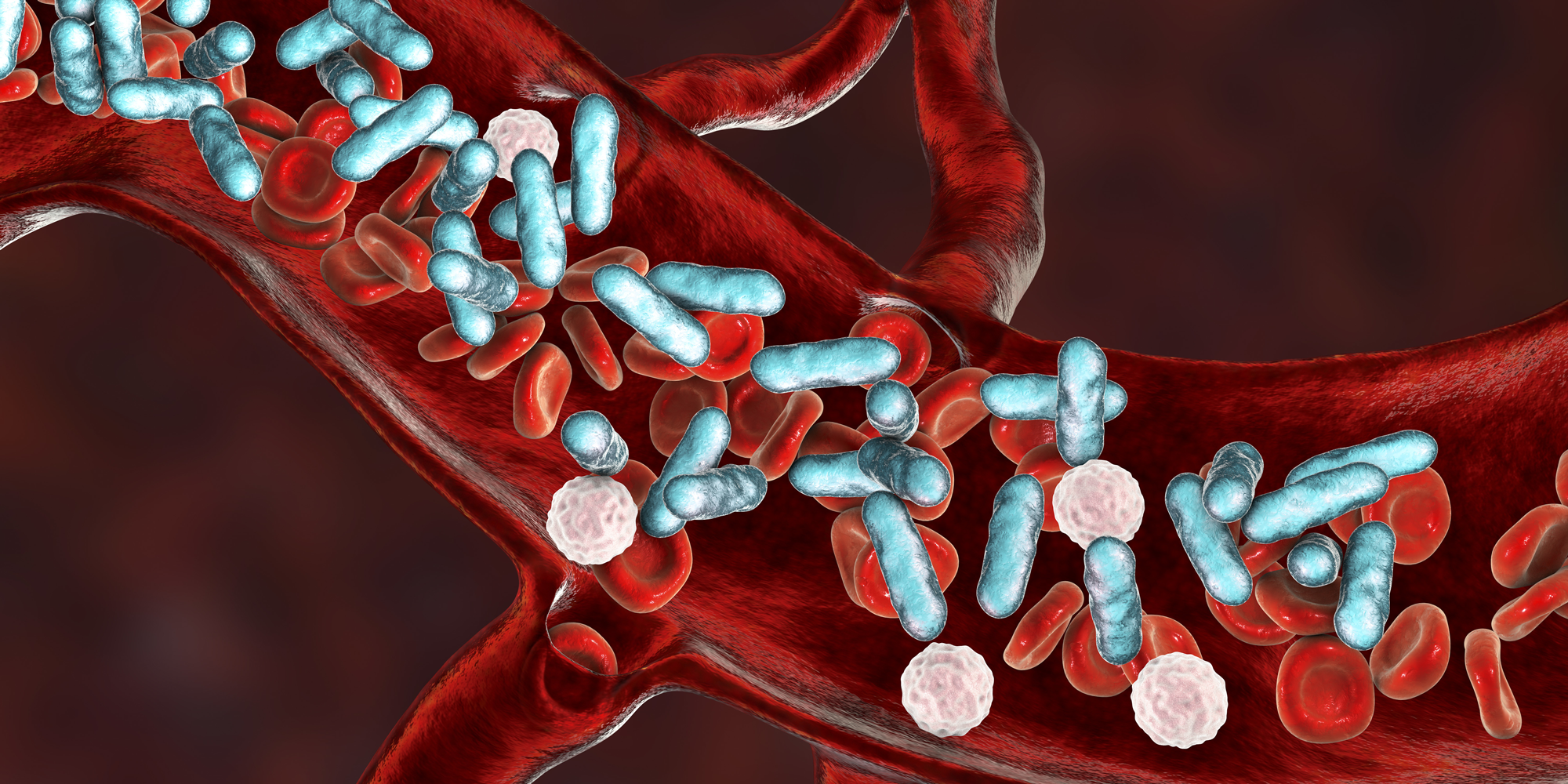 Illustrasjon av blodåre med bakterier.