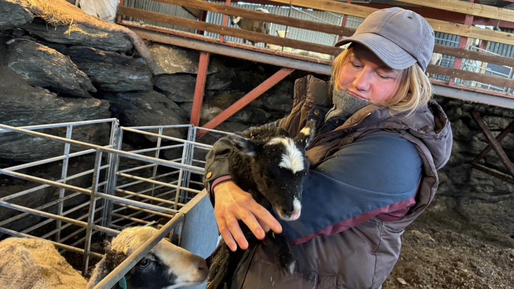 Kvinnelig bonde med lam i sauefjøs. Foto