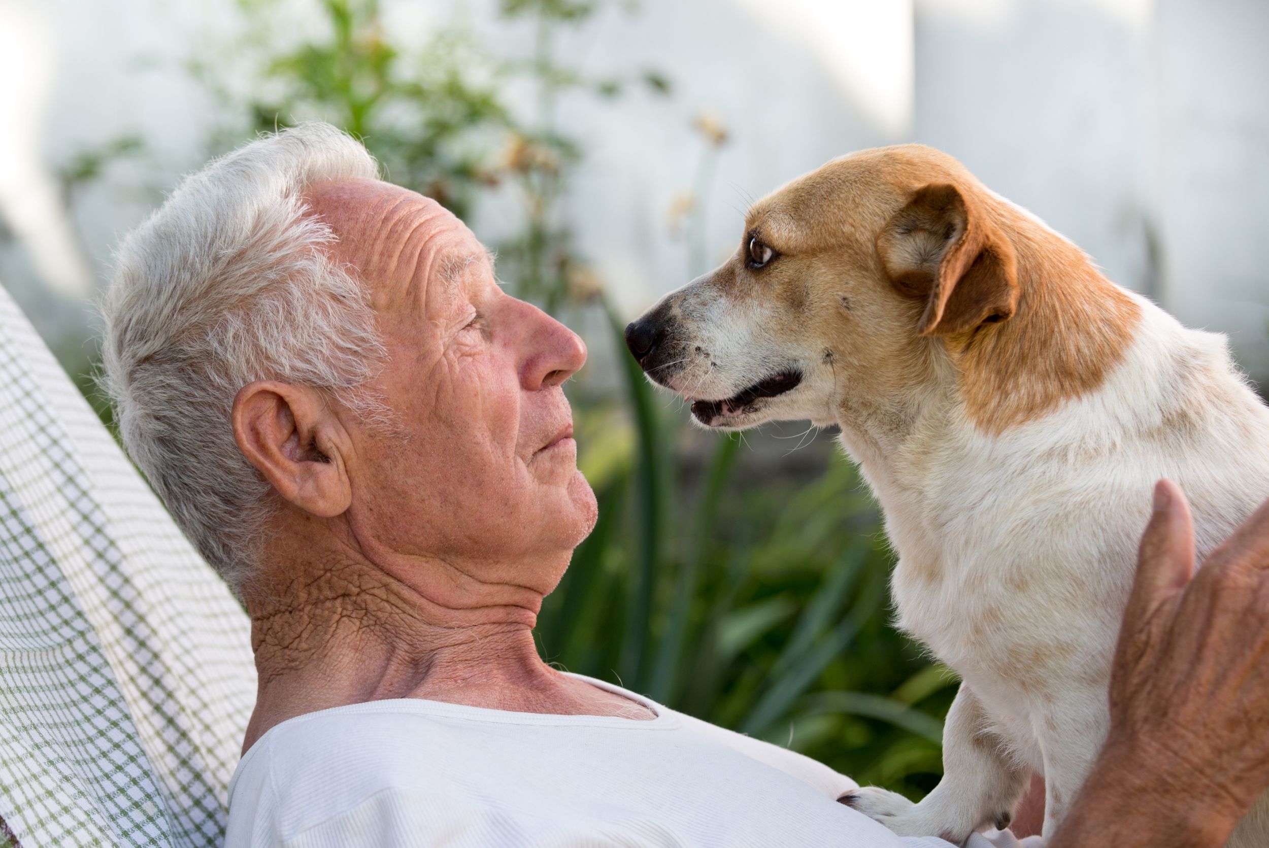 Gammel mann og hund står ansikt til ansikt